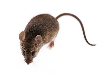 Rodent Proofing | Attic Cleaning Huntington Beach, CA
