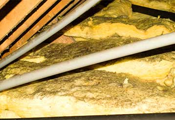 Signs Your Business Needs An Attic Cleaning | Attic Cleaning Huntington Beach, CA