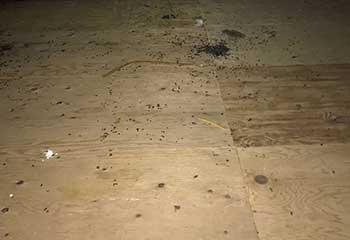 Rodent Proofing Project | Attic Cleaning Huntington Beach, CA
