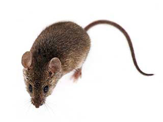 Rodent | Attic Cleaning Huntington Beach, CA
