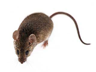 Rodent | Attic Cleaning Huntington Beach, CA Rodent | Attic Cleaning Huntington Beach, CA